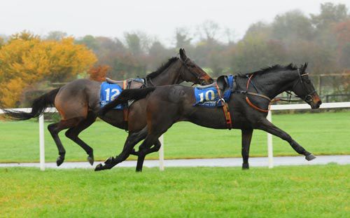 Loose horses at Fairyhouse