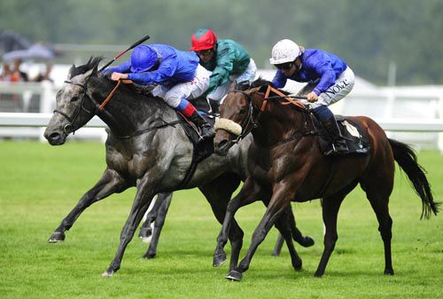 irishracing  news  fame flops as colour takes the gold cup