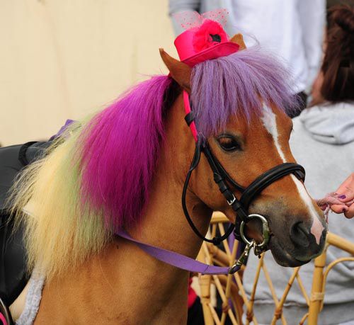 Flash the pony turning heads at Wexford