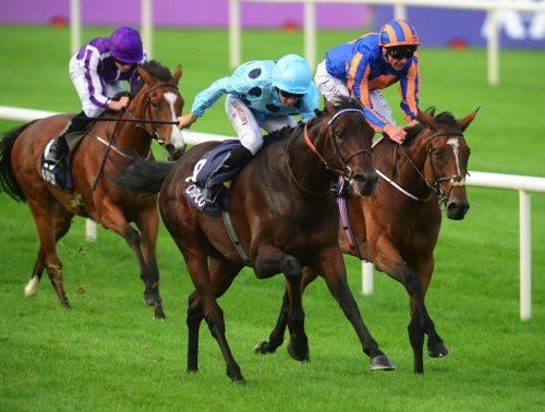 Almanzor beating Found and Minding at Leopardstown