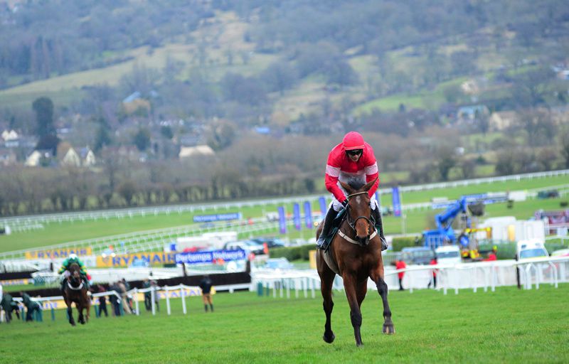 Laurina at Cheltenham