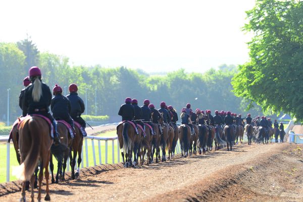 Horses heading out to exercise at Ballydoyle 