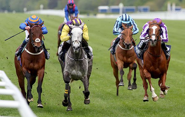 irishracing News Mouthwatering Gold Cup in prospect at