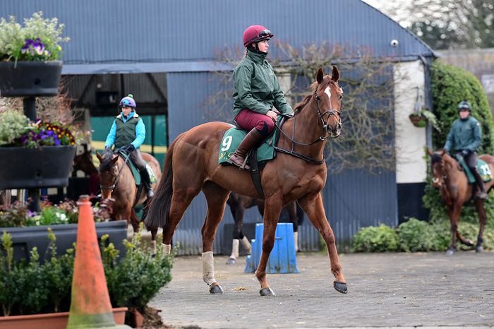 Closutton Stables 13 February 2023 Blood Destiny pictured on the gallop for morning exercise 