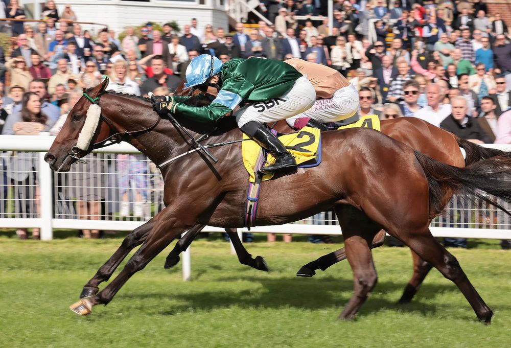 Thunderbear (Sean Levey) winning at Newbury