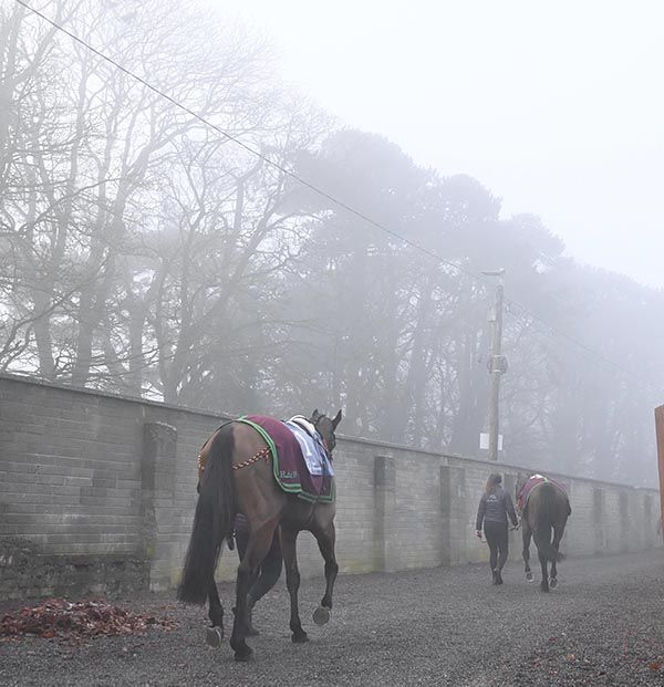 Naas fog