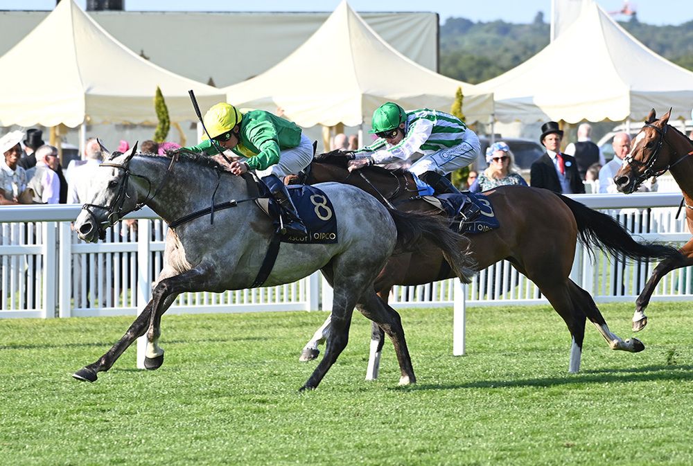 Belloccio winning at Royal Ascot