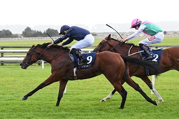 Officer and Ryan Moore lead home Storm Piece