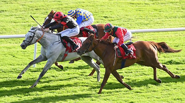 The grey Sirjack Thomas is ridden out by Adam Caffrey to beat Kinda Tiny (nearest) and Selective Power