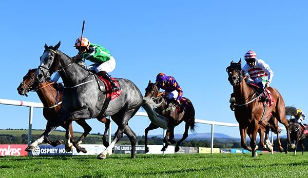 Grey Rockbury Lad swoops