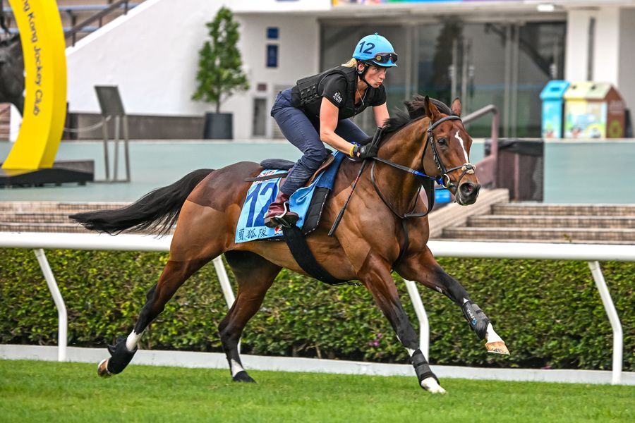 The Foxes at morning exercise in Sha Tin