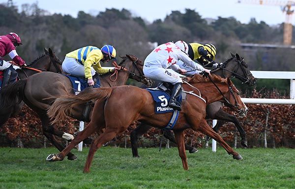 Carrigmoornaspruce, number 5, cuts down Sortudo, yellow and black